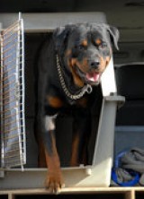 pet-transport.jpg