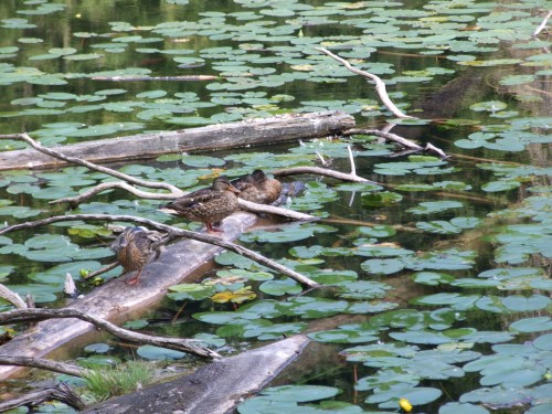 dscf2436.jpg