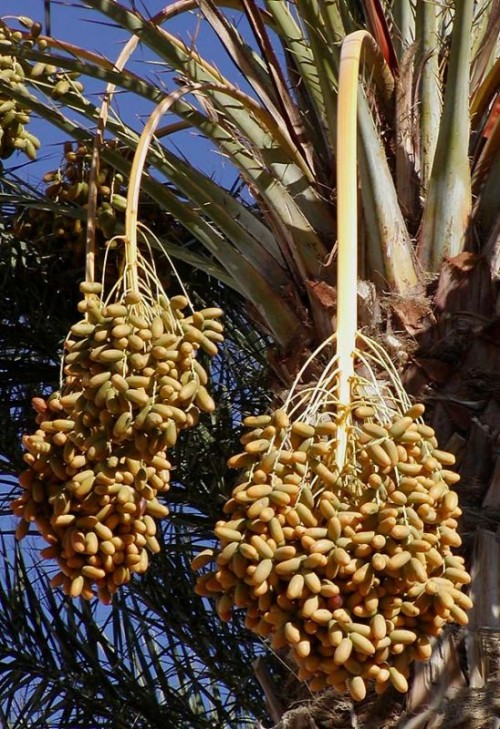 datesondatepalm1.jpg