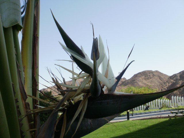 tmpp50704571495457580.jpg