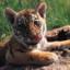 Maycat