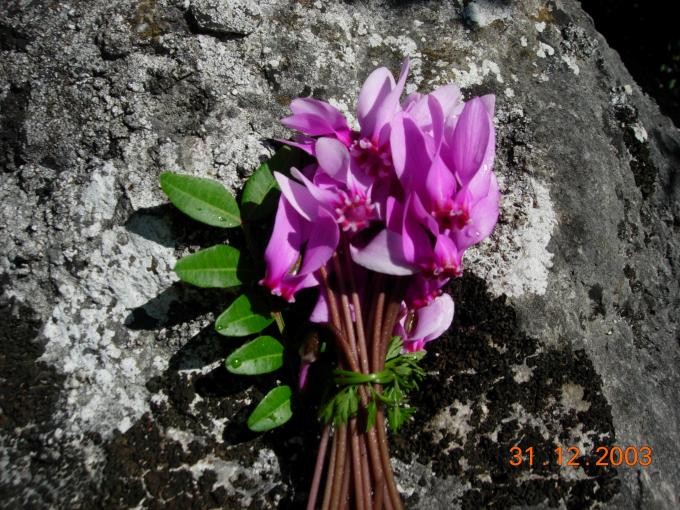 DSCN4878.JPG