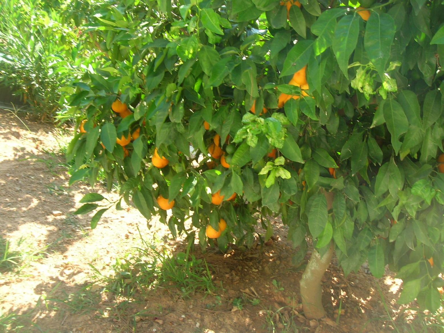 DSCN4915.thumb.JPG.f42718216c88089d383e4