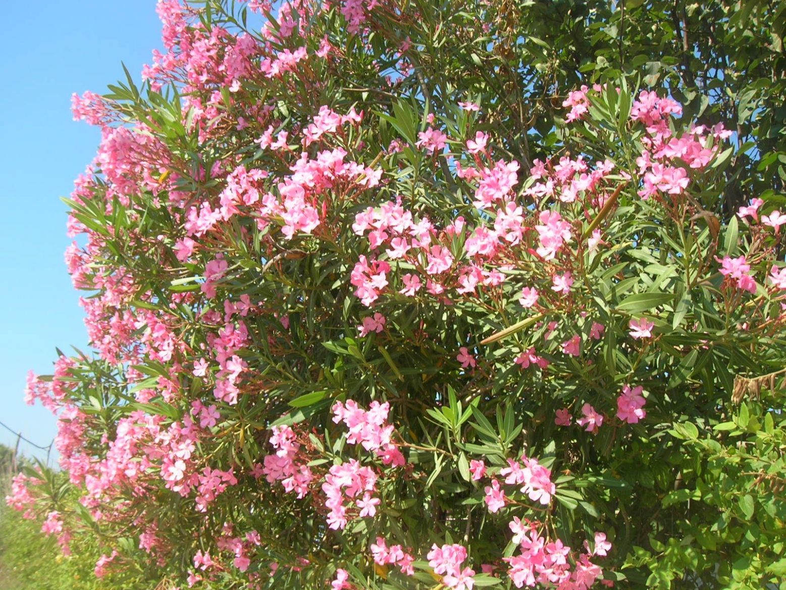 DSCN4927.thumb.JPG.b3cb86d4db93e45c37c05