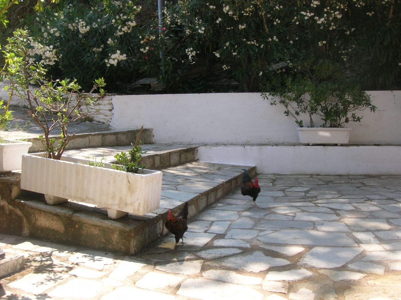 DSCN4474.JPG