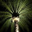 Enchy