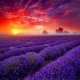Lavender