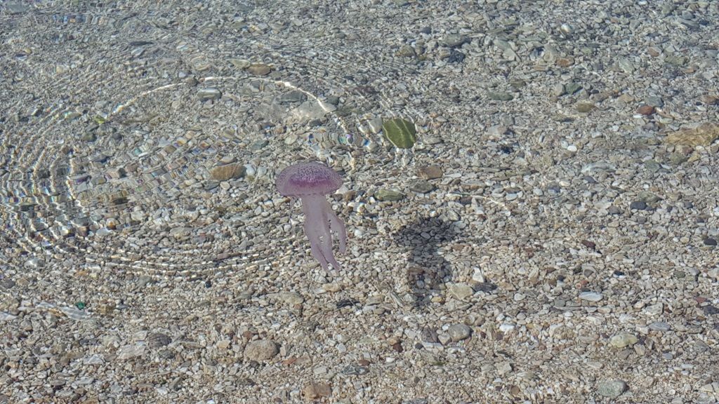 20160623_094010.jpg.ce8a8c3021f72fdfde18