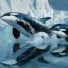 Jejaorca